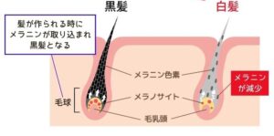 メラニン色素について